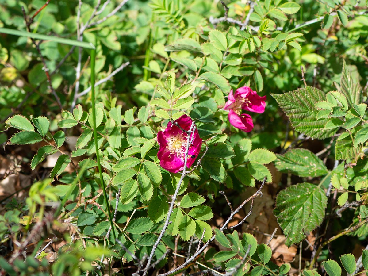 Bl&uuml;ten